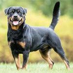 Chiens Rottweilers : Origine et Caractéristiques